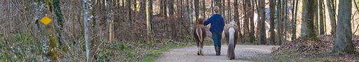 Ponys im Roggenhausen