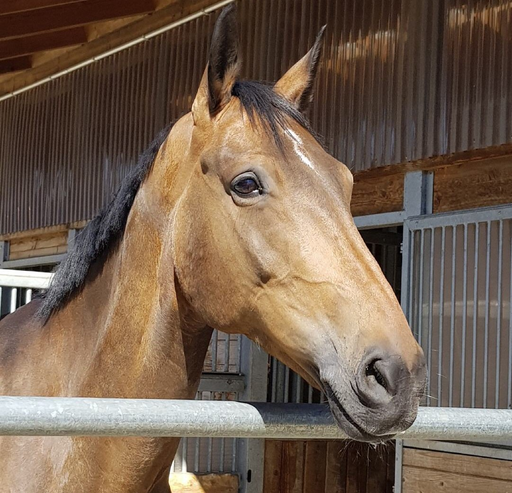 Reiten und Reitstall