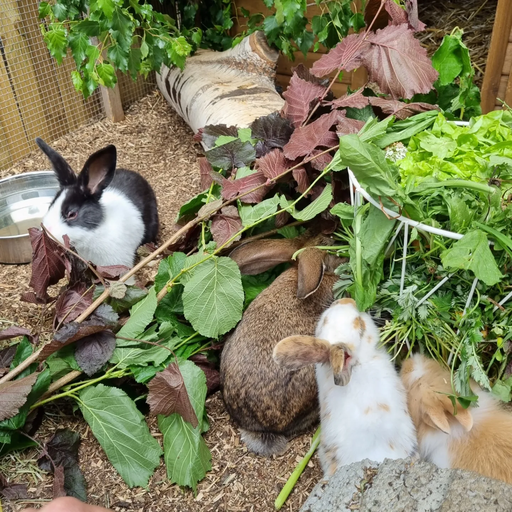 Tierschutzalltag - Kaninchen